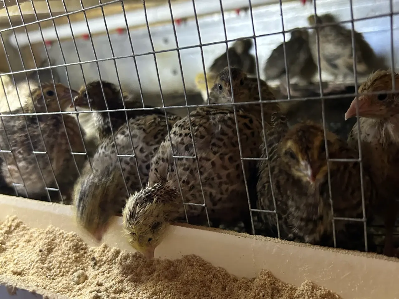 Billede 1 - Vagtler