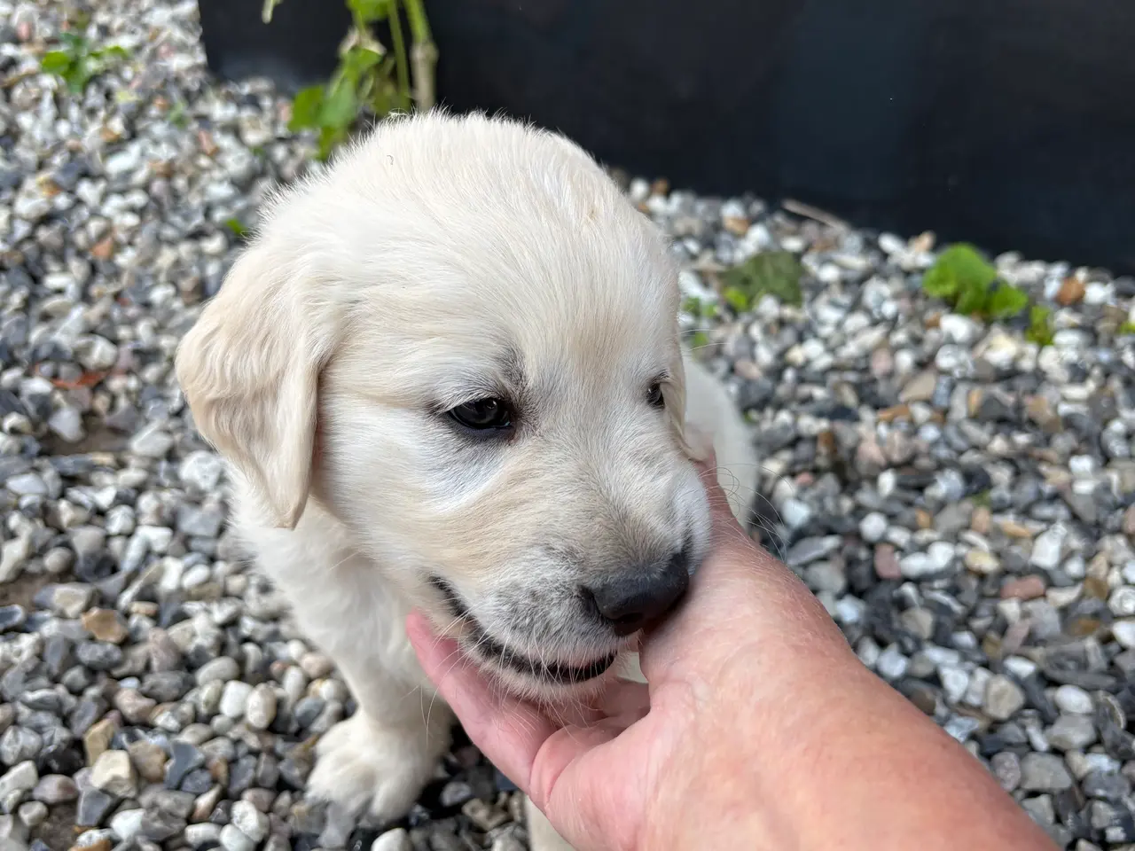Billede 2 - Golden retriever hundehvalpe, 6 uger gamle