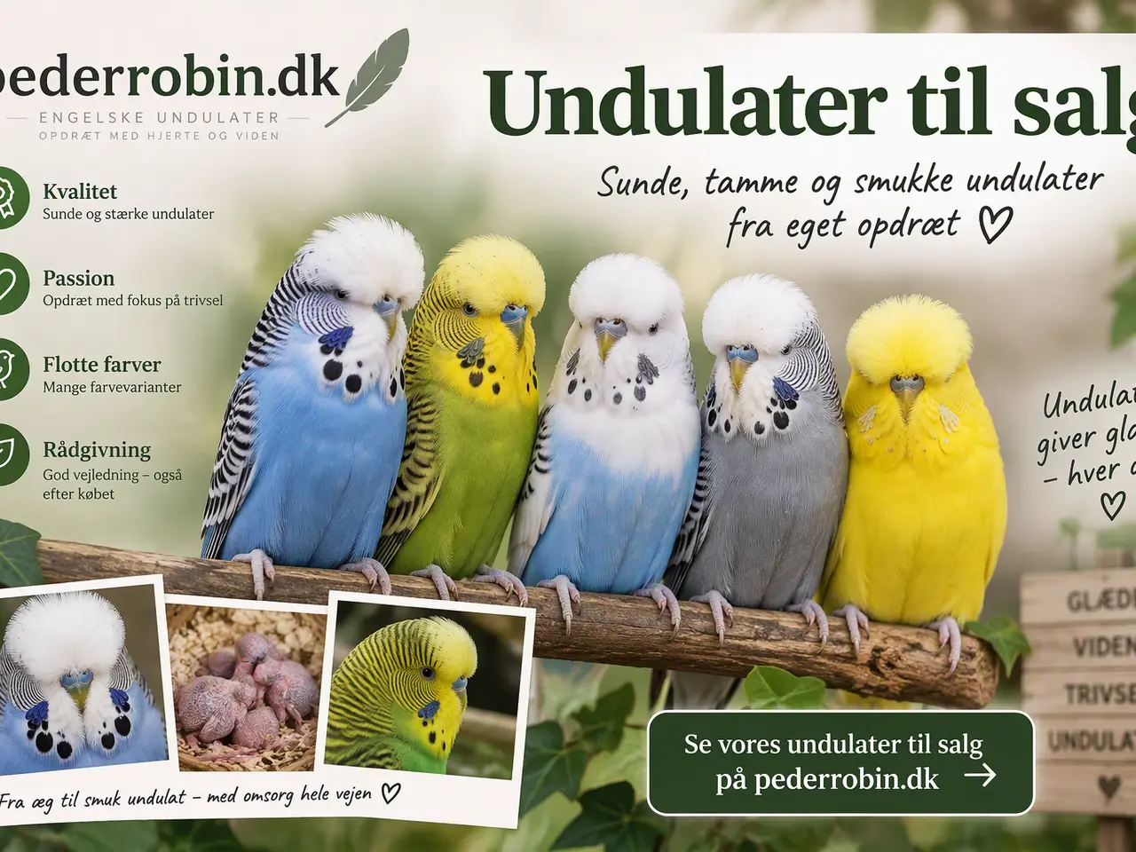 Billede 1 - Flotte engelske undulater.