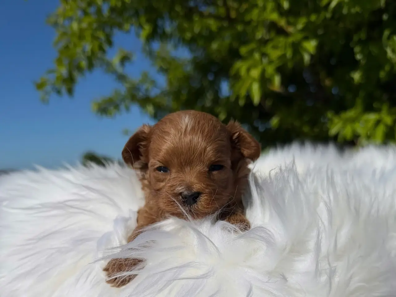Billede 2 - Maltipoo Piger