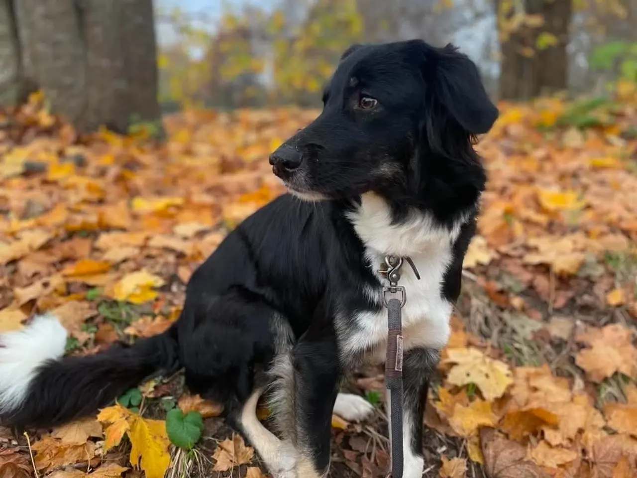 Billede 10 - Skønne Kamille søger nyt hjem 🐶