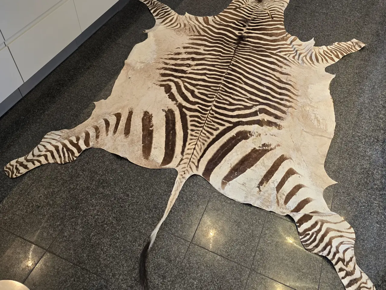 Billede 1 - STORT FLOT ZEBRASKIND FRA VOKSEN ZEBRA