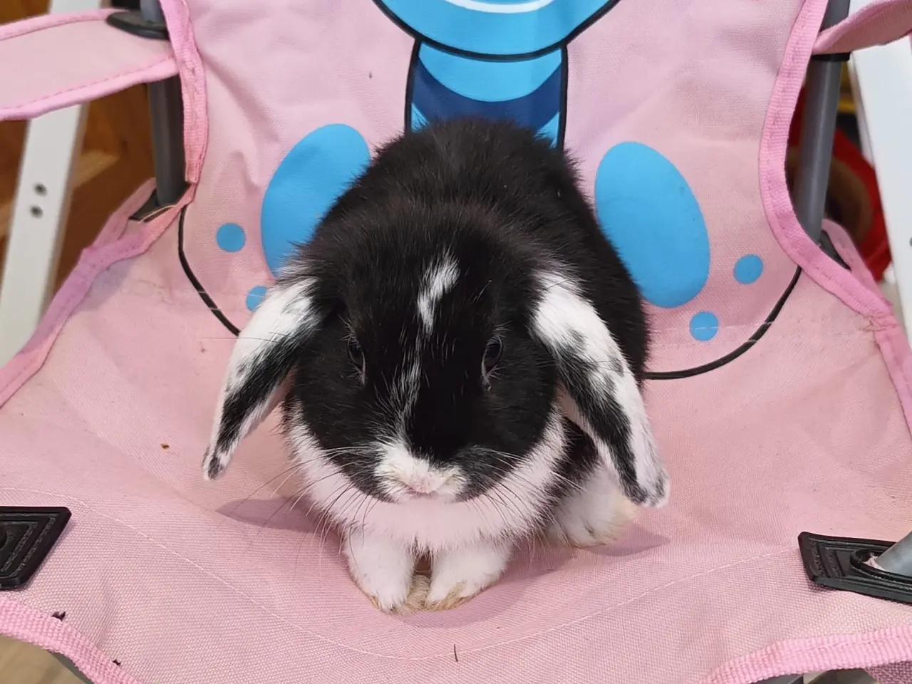 Billede 4 - Sød lille mini lop / dværgvædder kanin🐇🐰