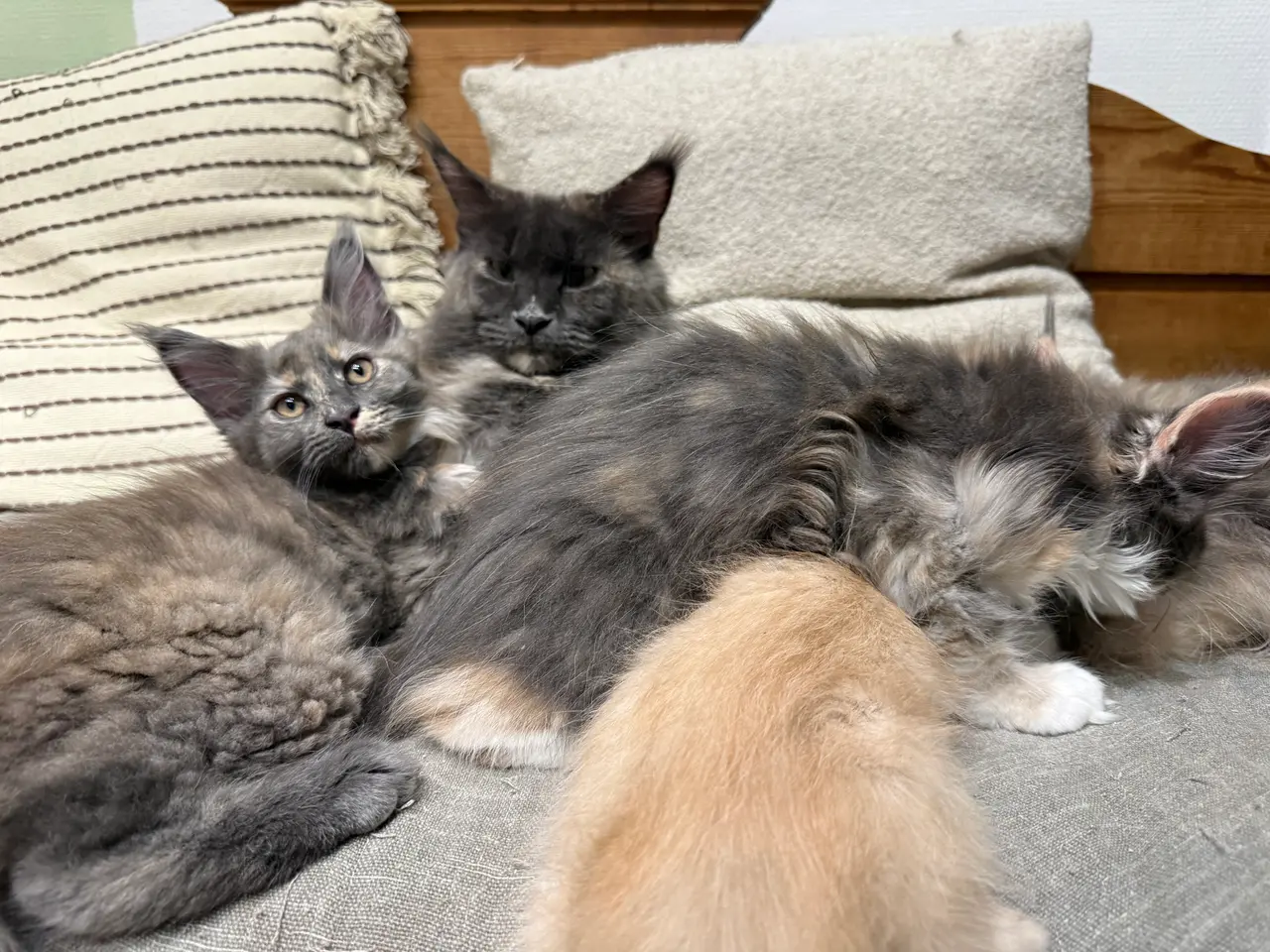 Billede 1 - Mainecoon pige🎀🐾