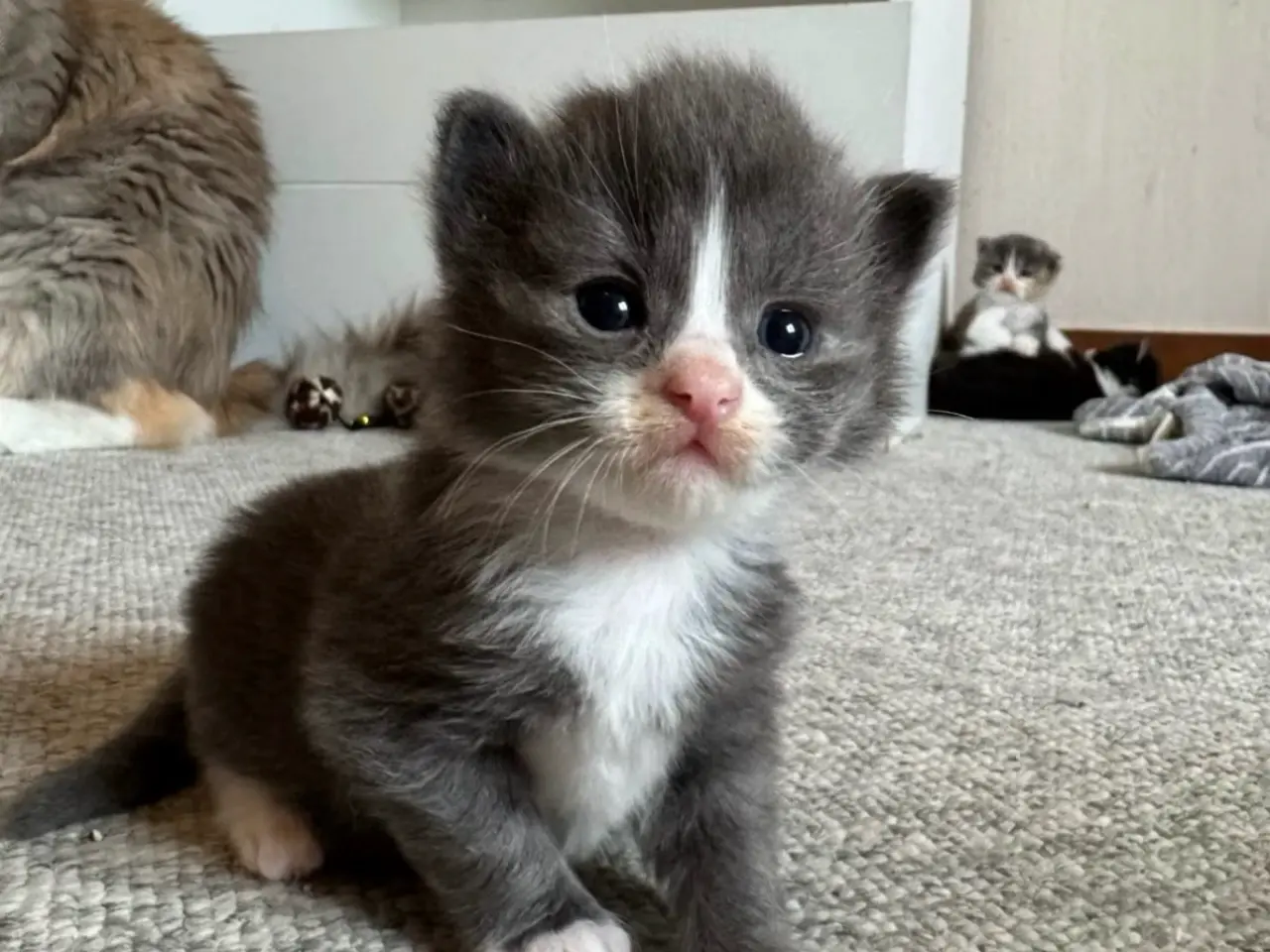 Billede 15 - 💙Sød Maine Coon/Ragdoll hankilling💙