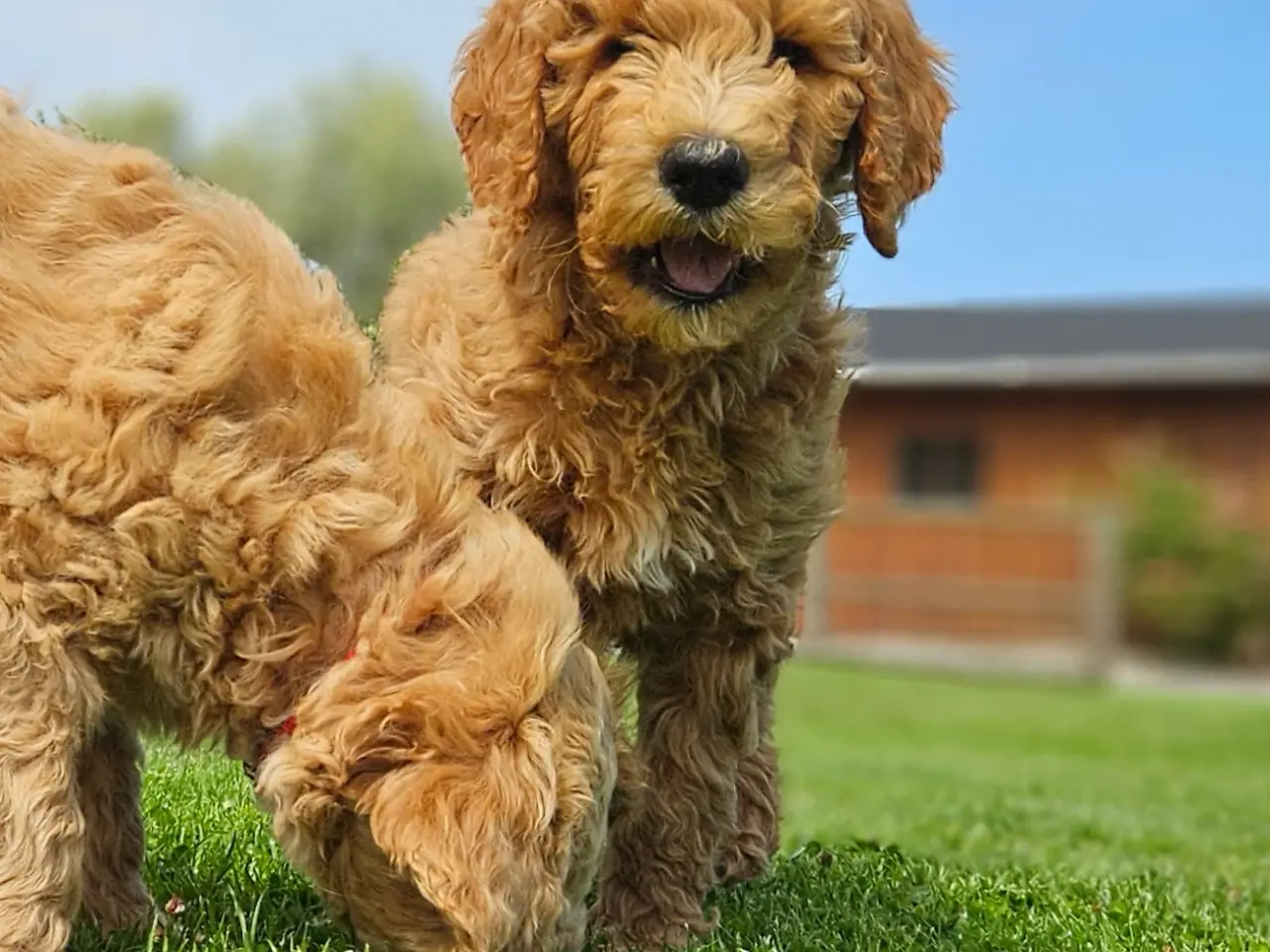 Billede 3 - Goldendoodle hvalpe