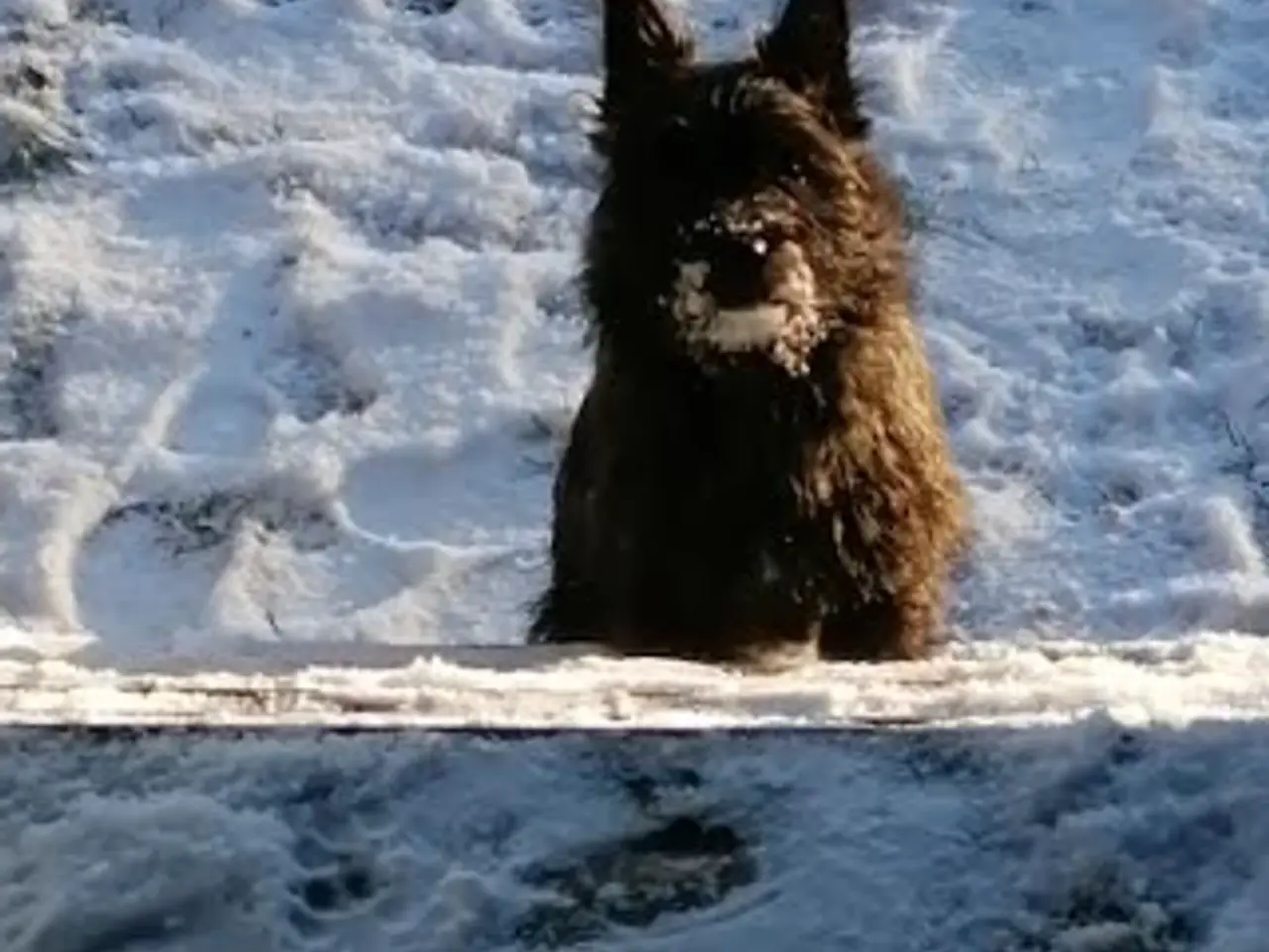 Billede 3 - AVL- søger hanhund fx. Cairn, Westi, Foxterrier