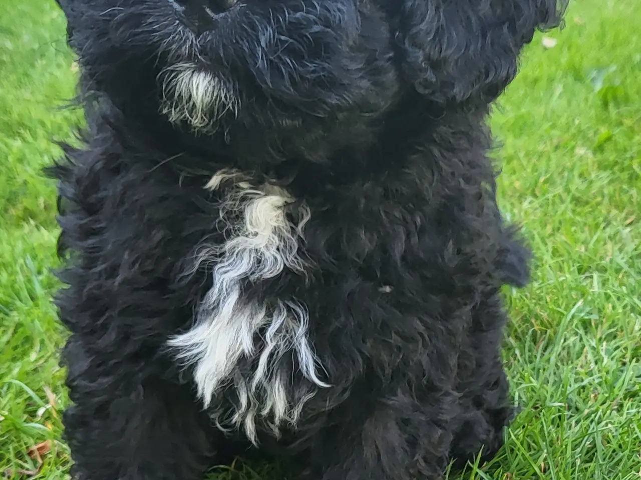 Billede 4 - Shih poo