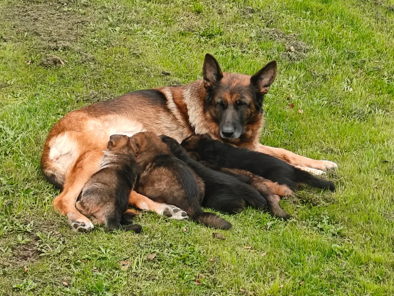 Billede 6 - Kennel Gipsygården
