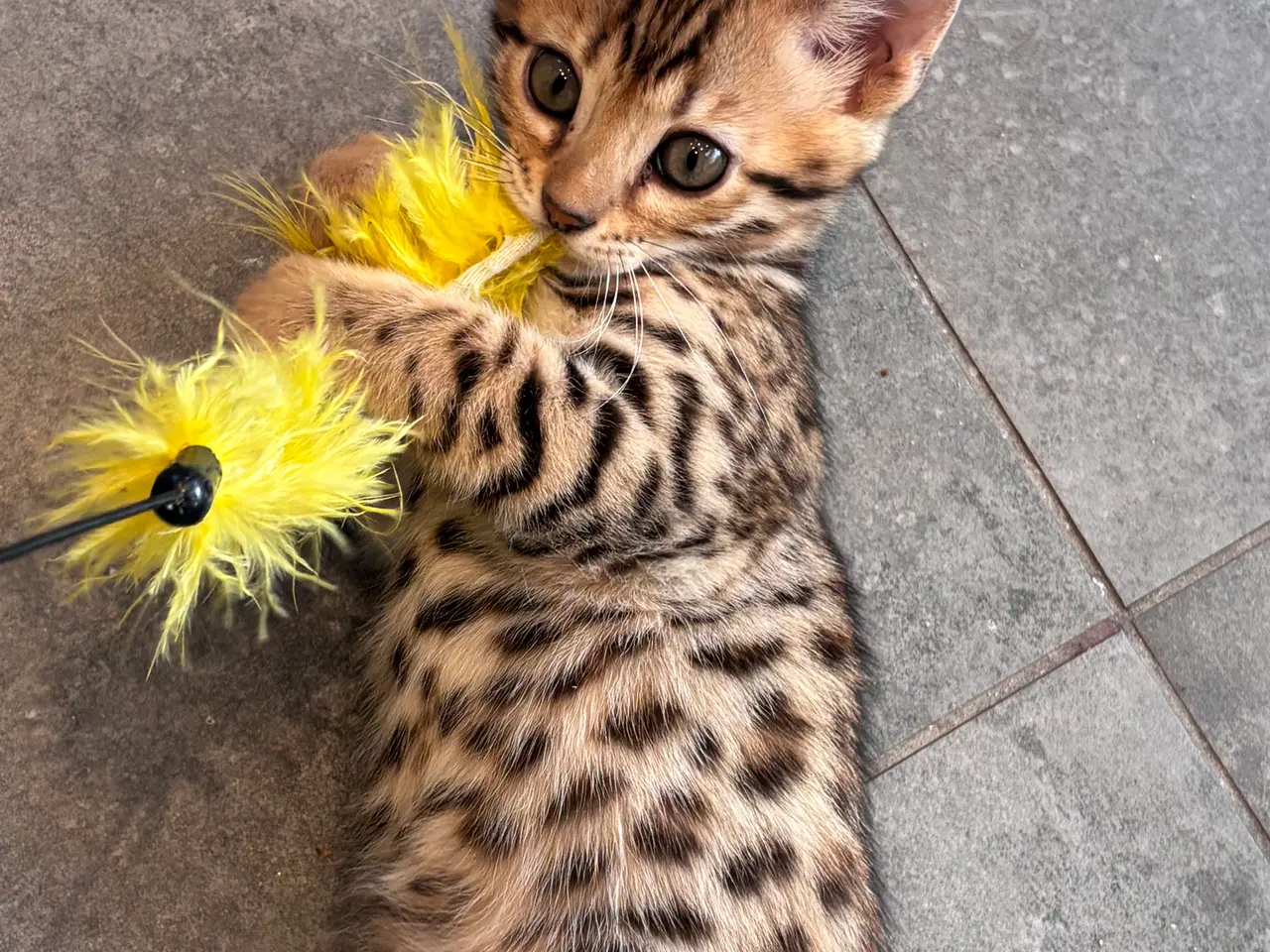 Billede 5 - Fine Bengal killinger klar til afrejse