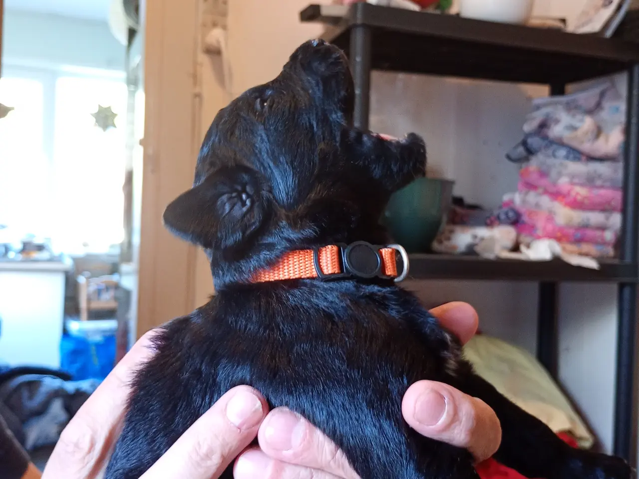 Billede 6 - Labragoldendoodle klar 1. september