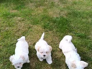 🐶 Søde hvalpe søger deres rette familie! 🐶 - 5
