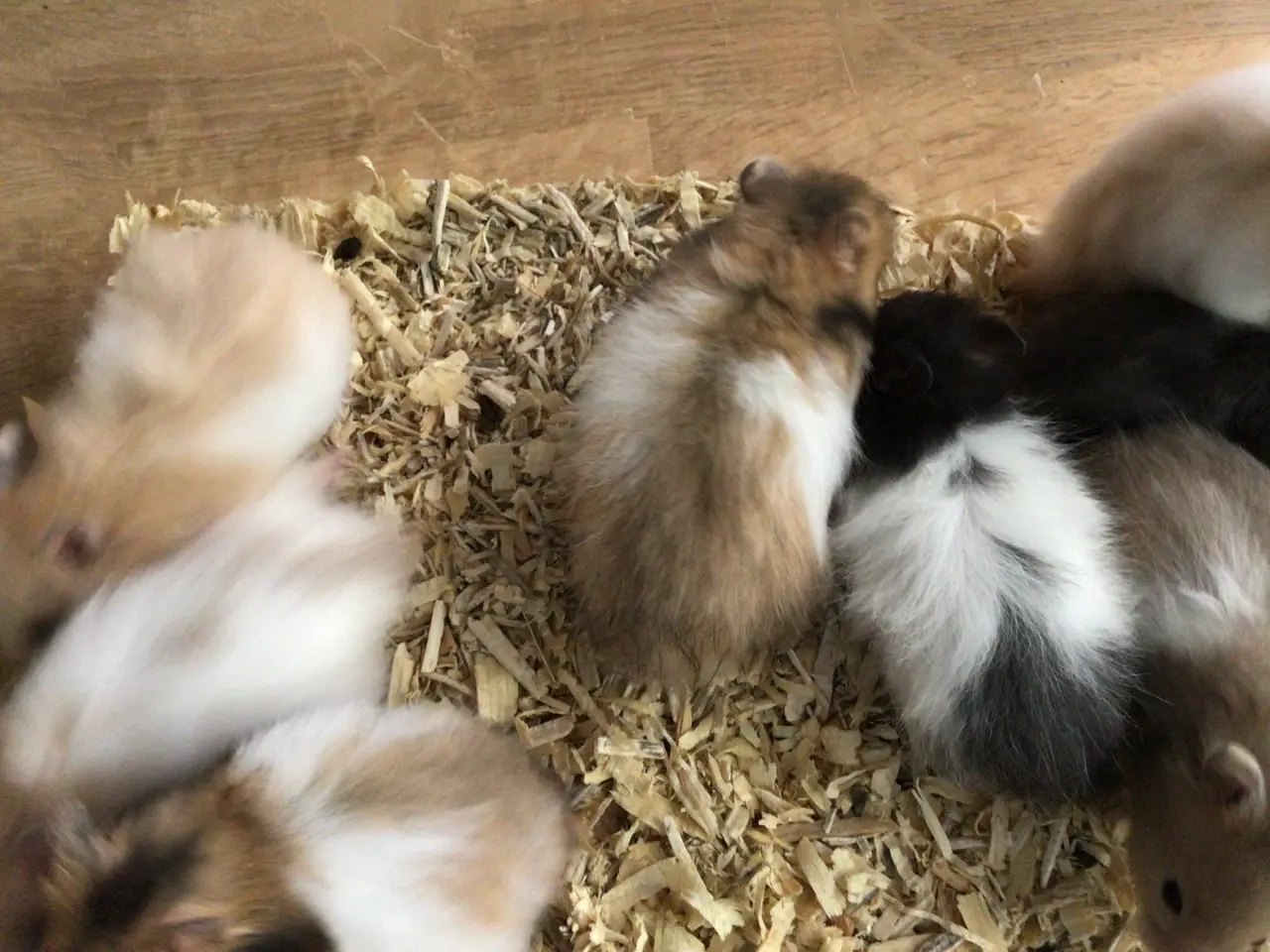 Billede 4 - Langhårede guldhamsterunger