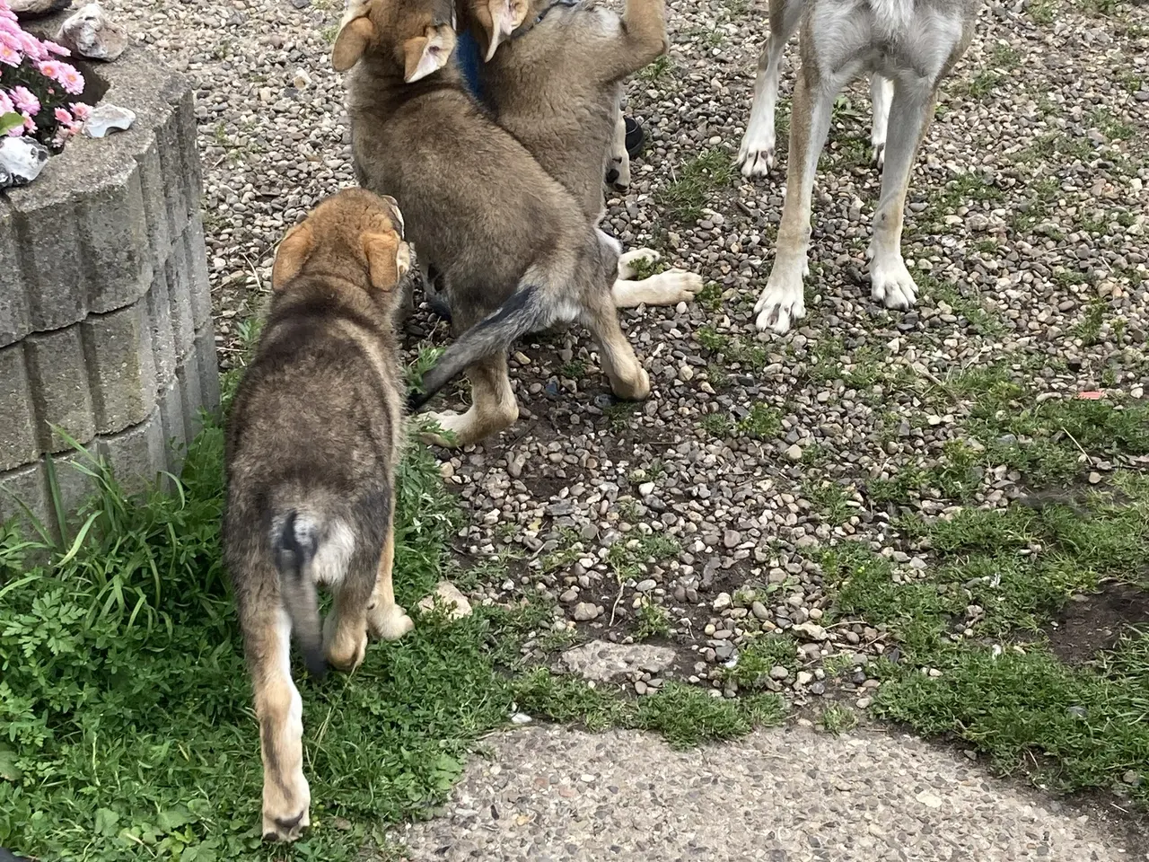 Billede 6 - Tjekkoslovakisk ulvehund / Saarloos mix