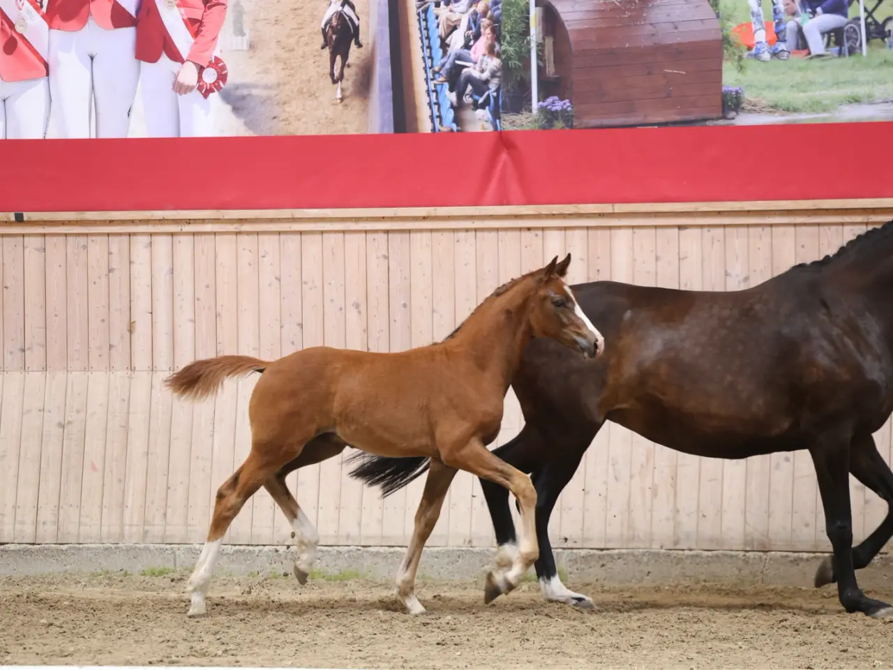 Billede 12 - Dansk varmblod hingst (ny pris)