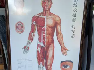 Indrammede anatomi plakater