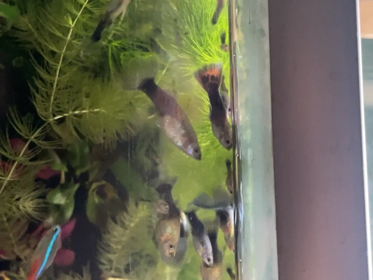 Billede 4 - Dark Half-Blue guppy