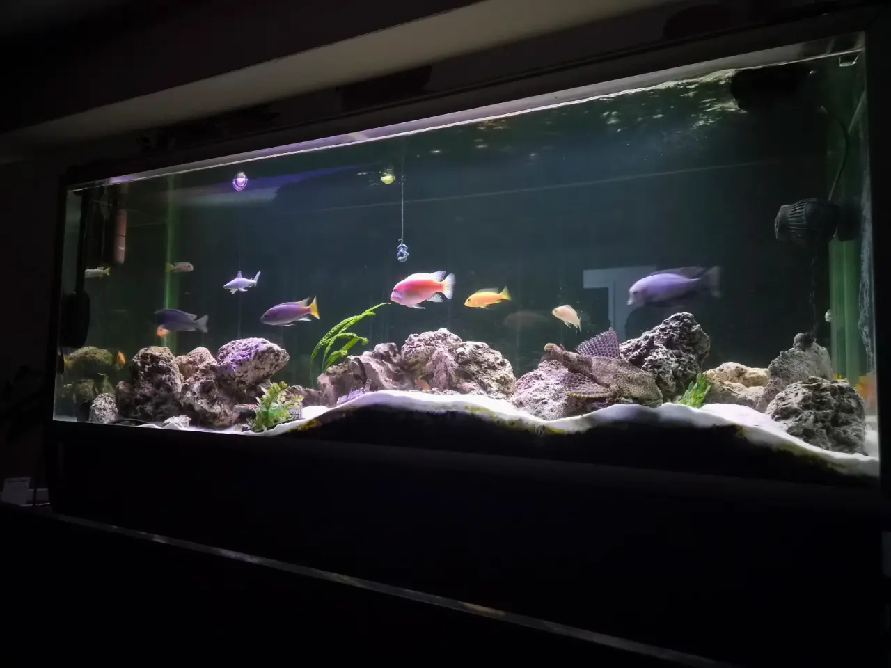 Billede 1 - STORT Akvarie på 520 liter med ALT til.