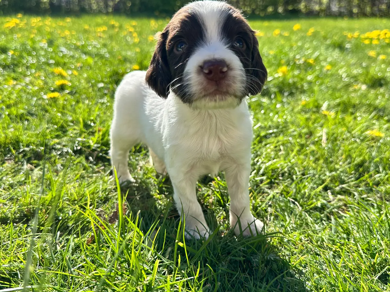 Billede 3 - Engelsk ft springer spaniels