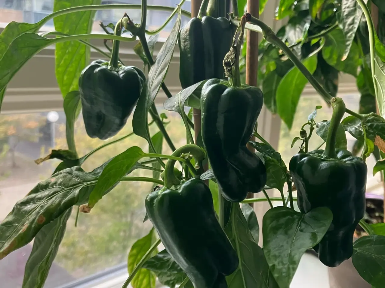 Billede 2 - Chili frø + zip poser til frø