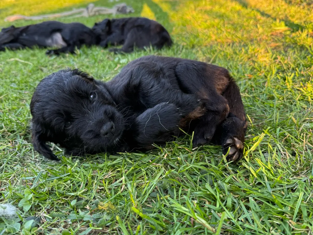 Billede 12 - God retriever/doodle-mix bamser