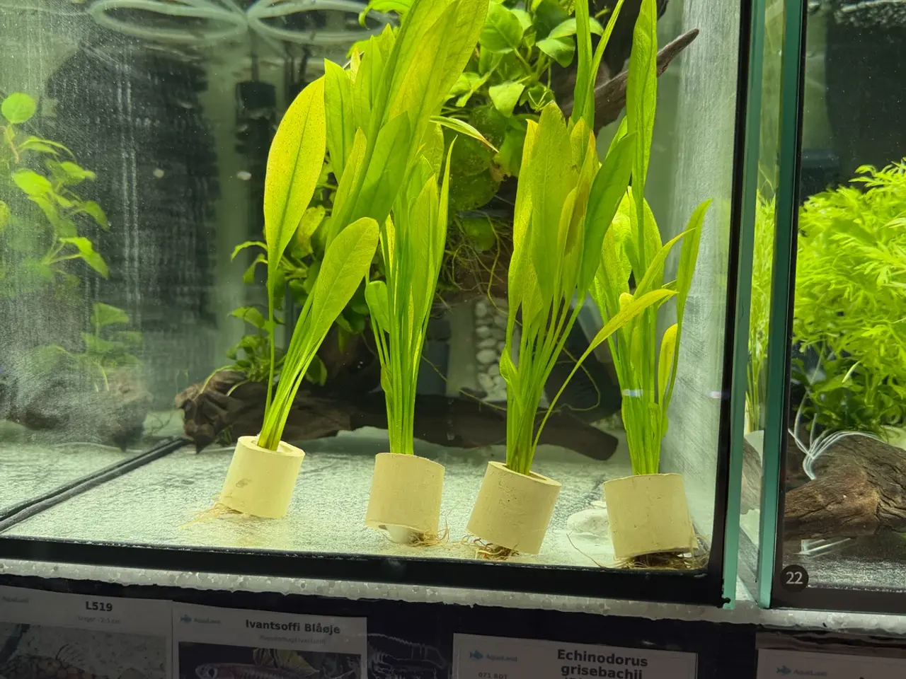 Billede 3 - Super flotte akvarieplanter fra 10kr.