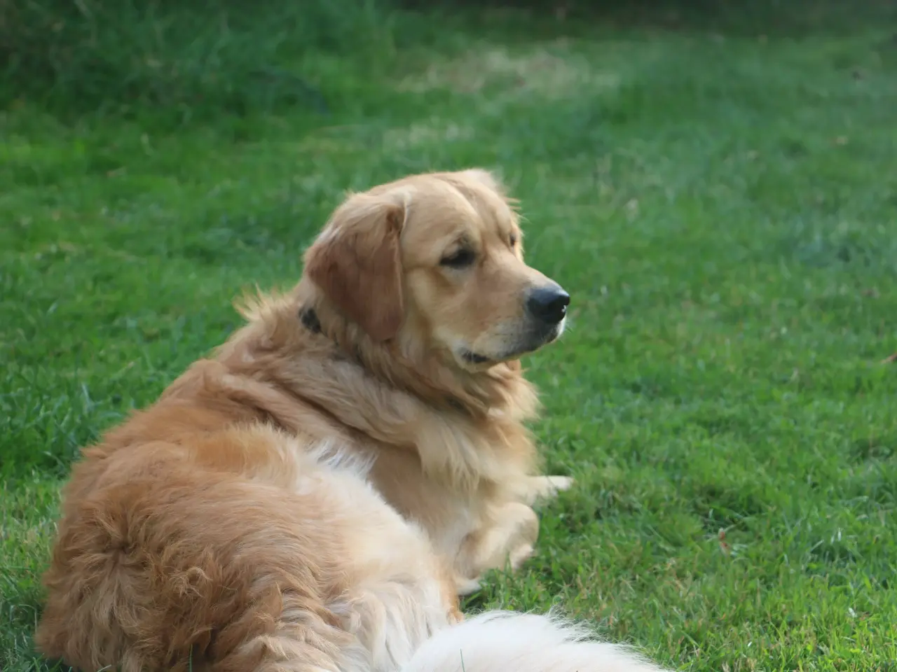 Billede 4 - Golden Retriever tilbydes til parring - Nyheder !