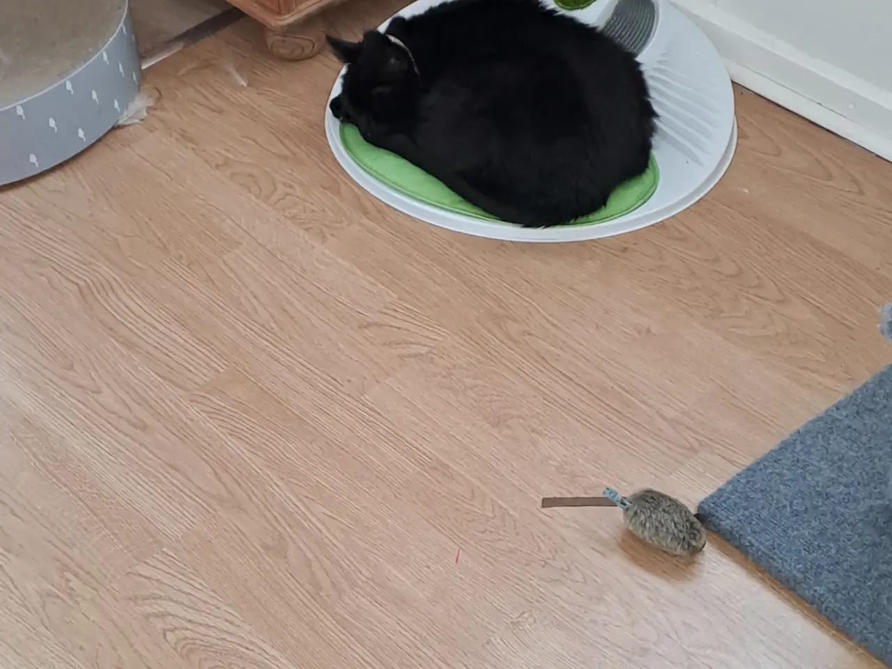Billede 2 - Kat sælges