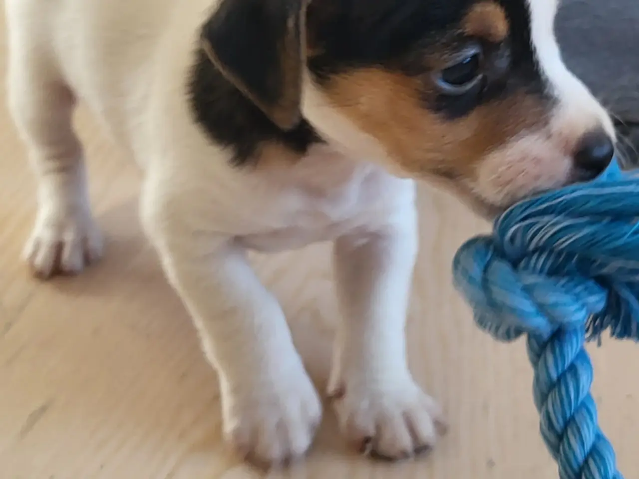 Billede 4 - Skøn Jack Russell han