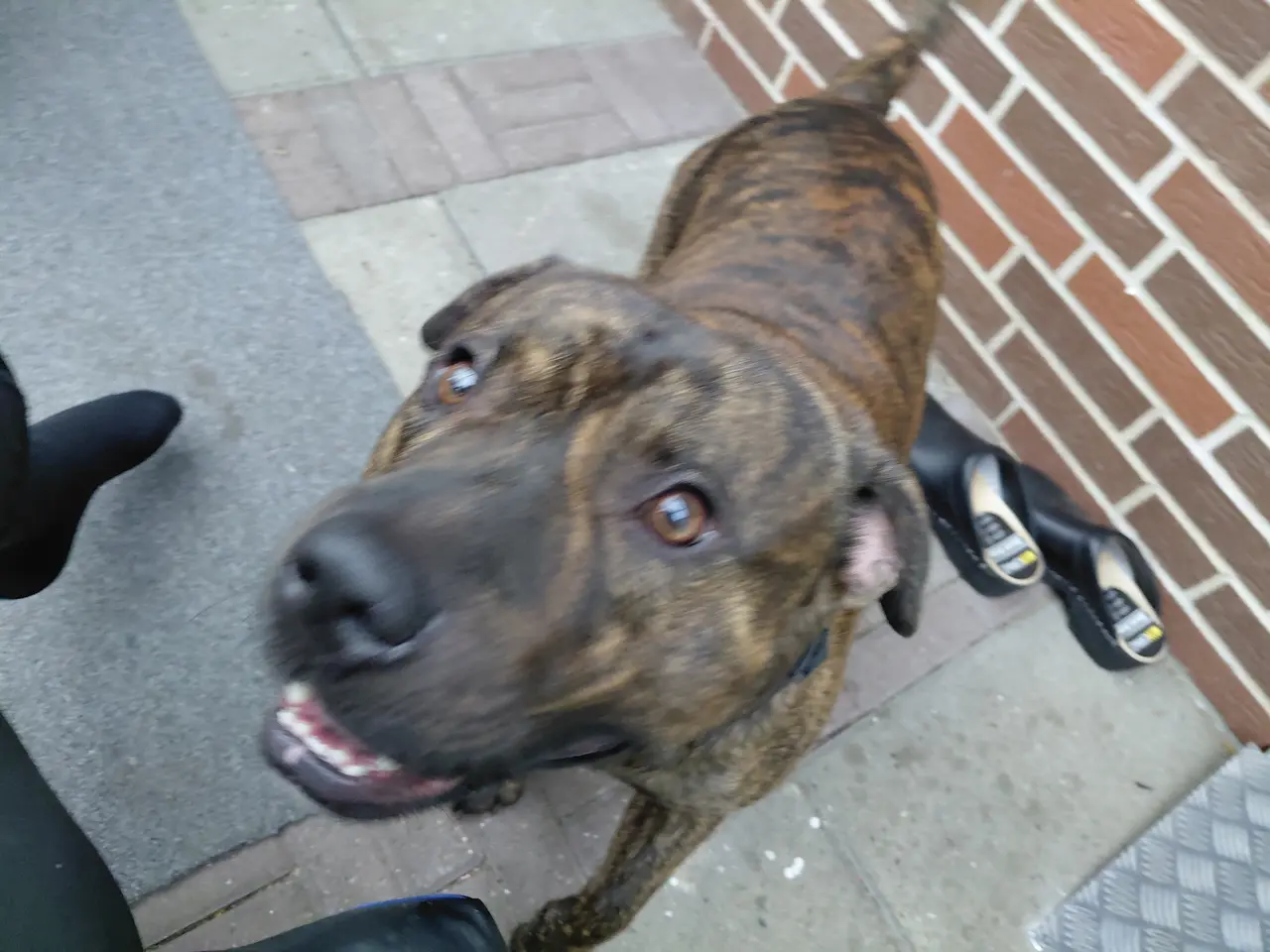 Billede 2 - Staffordshire bulterrie