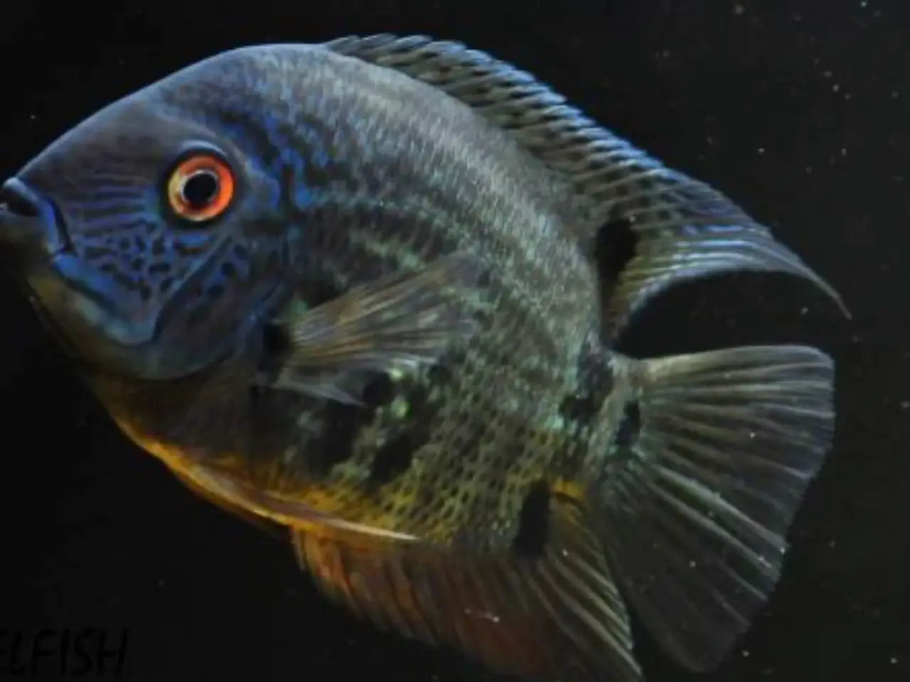 Billede 7 - Geophagus Pellegrini 3. Stk.