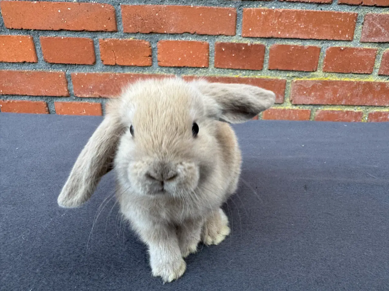 Billede 4 - Mini lop hankanin