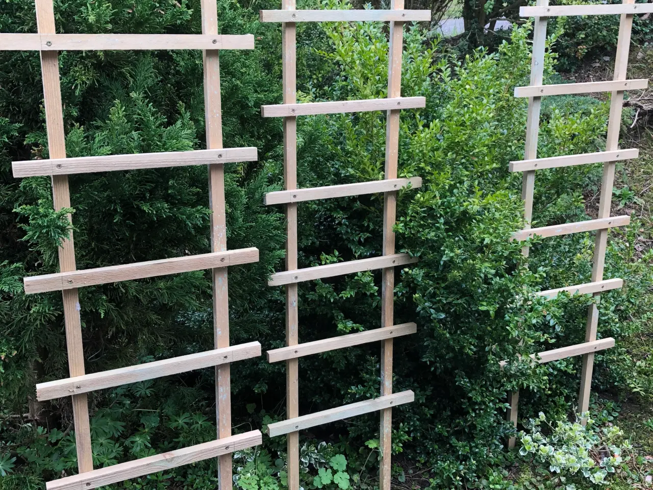 Billede 6 - Espalier