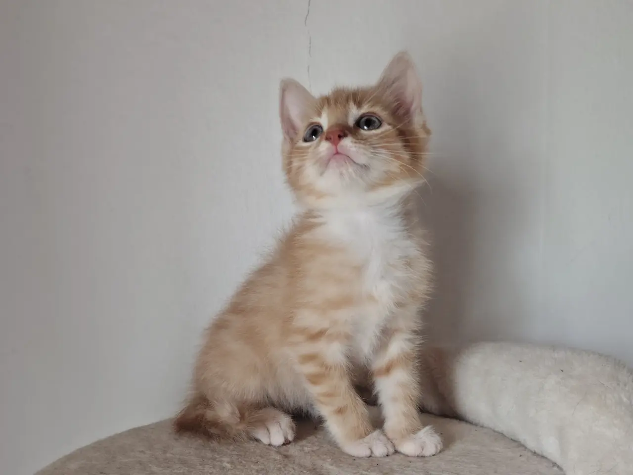 Billede 1 - 🌸 Maine Coon Blandings Hun Killing 🌸