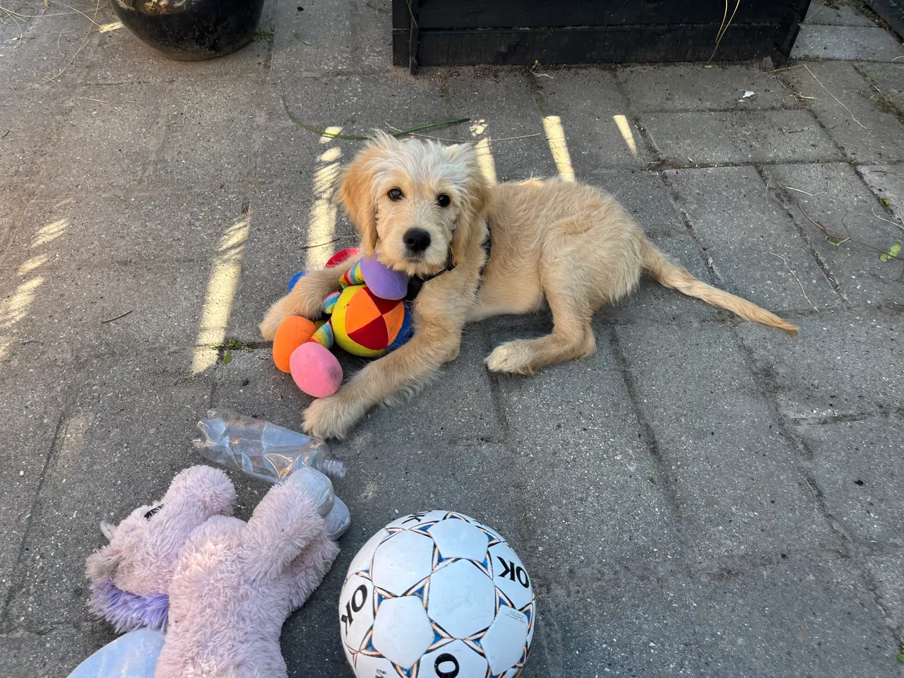 Billede 4 - Golden Doodle