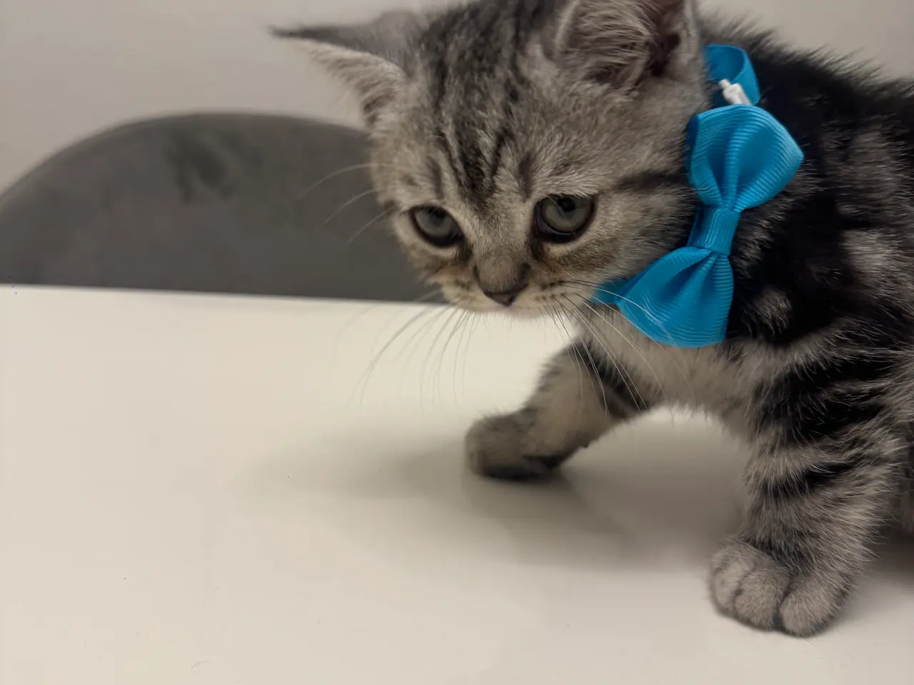 Billede 11 - Unikkes British Shorthair - KUN EN TILBAGE