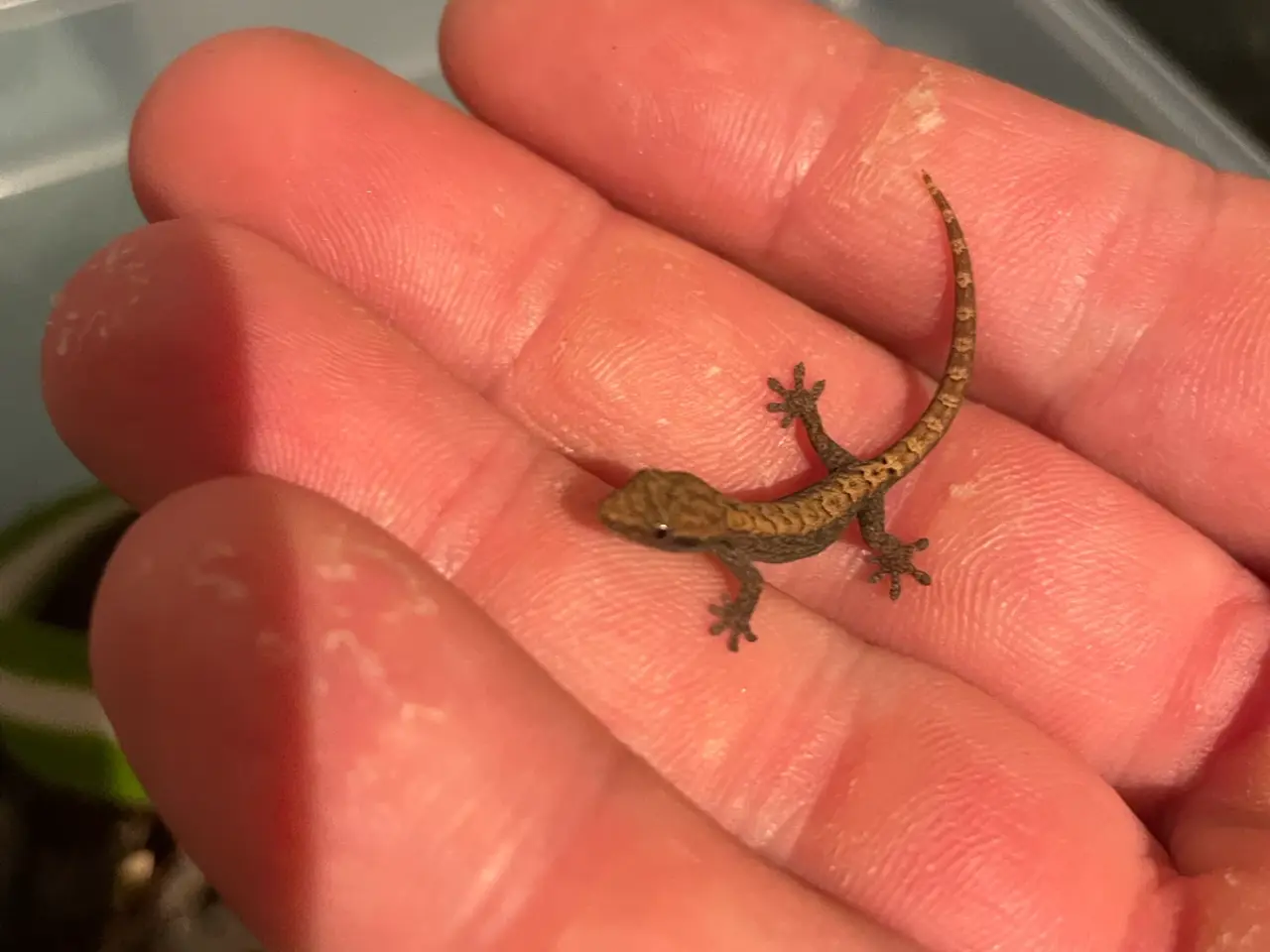 Billede 3 - Jomfrugekkoer (Lepidodactylus lugubris)