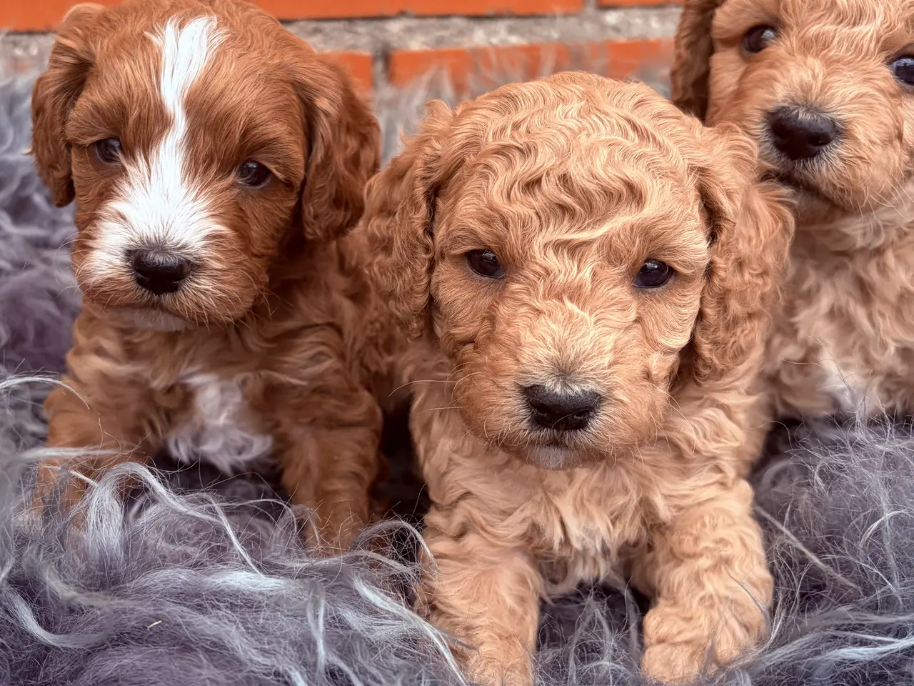 Billede 8 - 3 smukke Cavapoo drenge