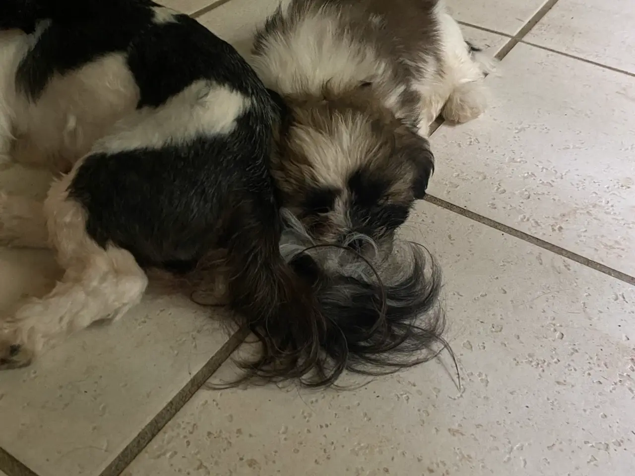 Billede 4 - Dejlig shih tzu drenge