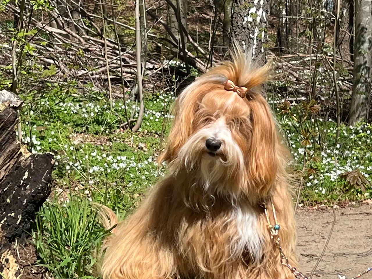 Billede 4 - 🧡Tilbydes til parring 🧡