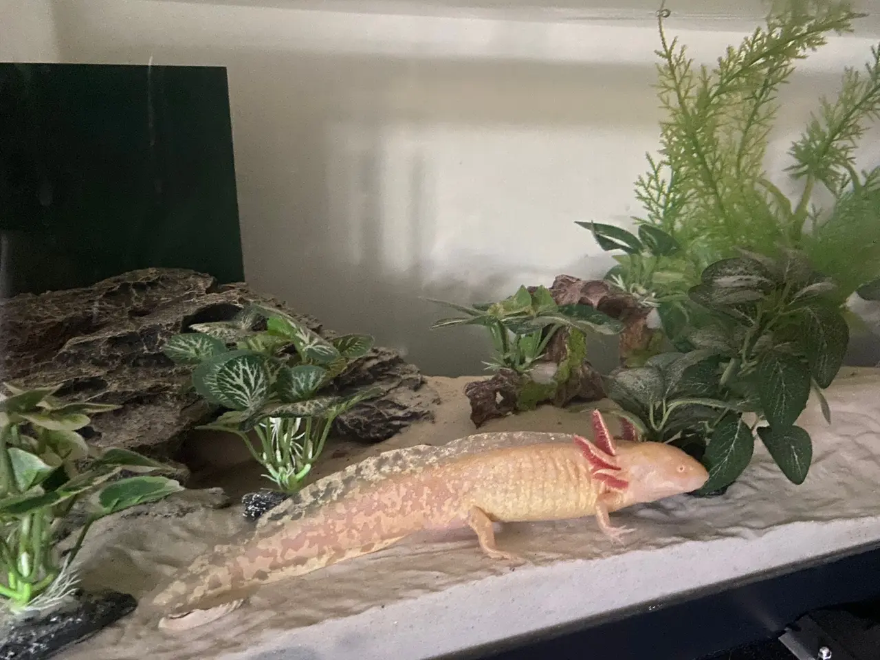 Billede 4 - Axolotl par inkl akvarie og alt