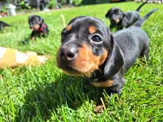 Gravhunde hvalpe