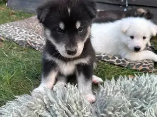 Blandingshvalpe Husky / Malamute/ Samojede - 2