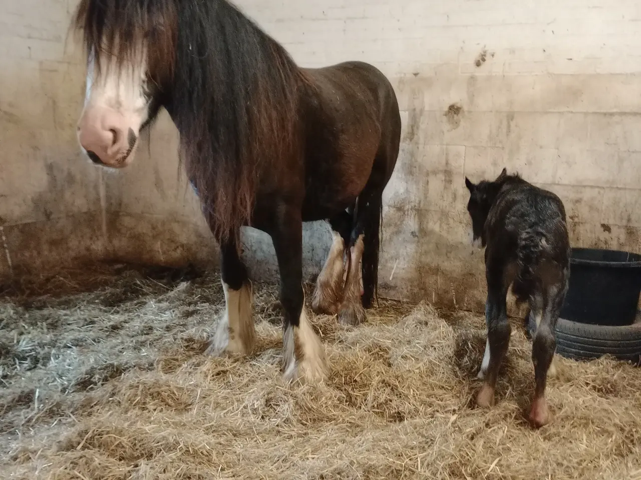 Billede 16 - Irish Cob heste søger nyt hjem