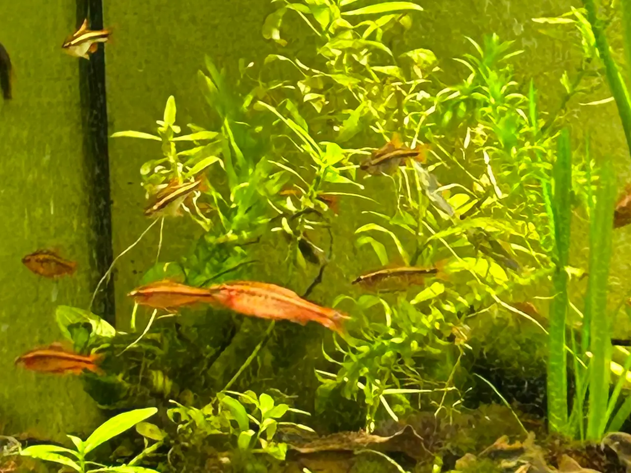 Billede 6 - 🍒🐟 Smukke Kirsebær Barber 🚨 Rolige akvariefisk