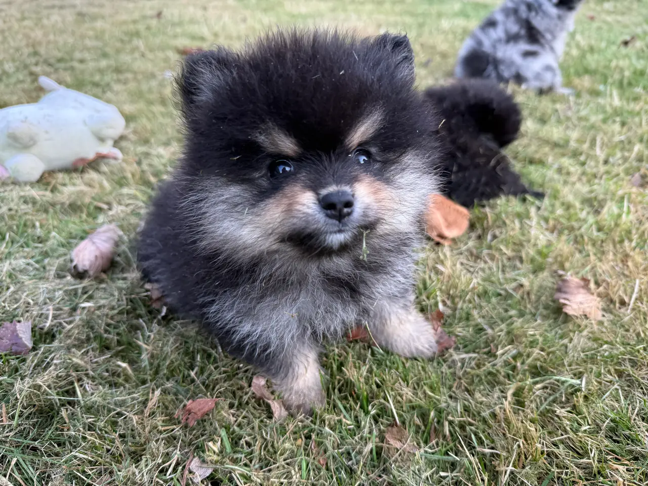 Billede 7 - Pomeranian fluffy