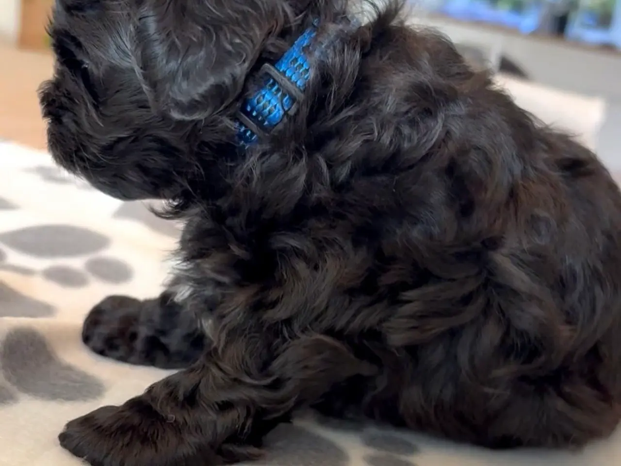 Billede 7 - Toy Shihpoo hvalpe. 3 drenge