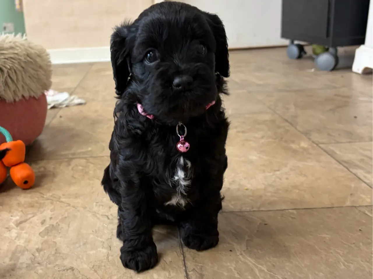 Billede 2 - De smukkeste F1 Cavapoo babyer