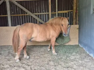 Skøn vallak Aslan
