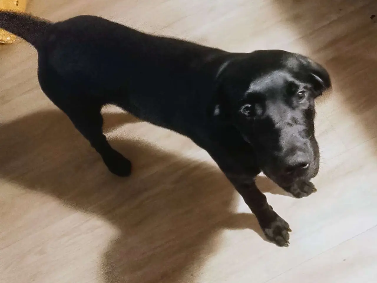 Billede 4 - Hund sælges